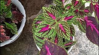 ID baru bunga Ati Ati