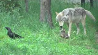 シンリンオオカミの赤ちゃん 転がる！