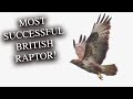 Meet The Buzzard! One Of The UK's Most Successful Raptors