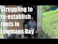 Struggling to re-establish roots in Lowmans Bay