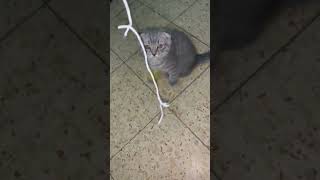 Котик после больницы второй день, играем 🙏🏻❤️