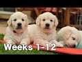 Golden Retriever Puppy Dogs Growing Weeks 1-12