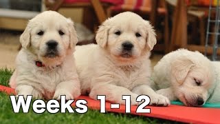 Golden Retriever Puppy Dogs Growing Weeks 1-12