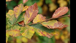 видео: Паход да царквы ў Квіріке (другі раз) картинка: Паход да царквы ў Квіріке (другі раз)