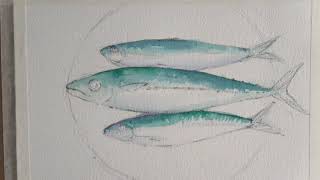 Mackeral & Sardines Watercolour & Gouache Fast Demo