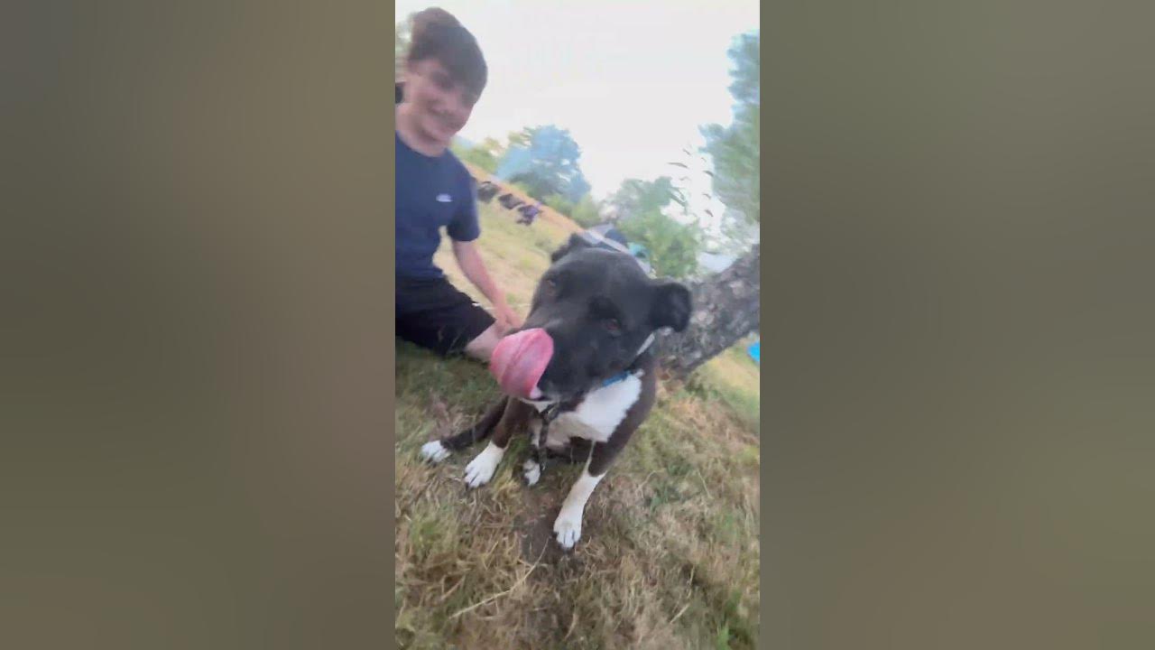 This dog eats grass 😂 YouTube