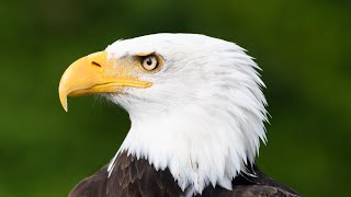 Mysterios Facts About Deadliest Eagle In Engkish - Bald Eaglw Biology - Amazing Facts Of Eagle by Animal Sciences 10 views 2 years ago 3 minutes, 46 seconds