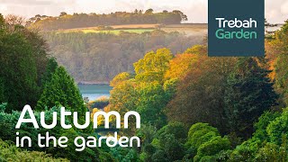 AUTUMN At Trebah Garden, Cornwall | Trebah Through The Seasons