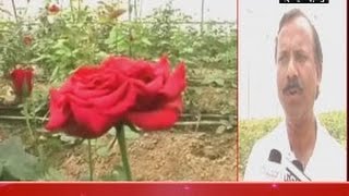 Rose Cultivation Becomes Profitable Farming in India