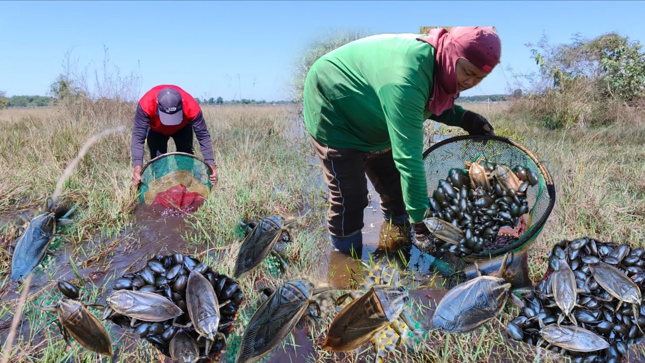 เช้านี้ลงบึงหาส่อนแมงดาแมงตับเต่ารอบแรกของปีมีเฮอีกแล้วพี่น้องหมานแมงดาแมงตับเต่าแตกซวดๆ 18/ธค/68