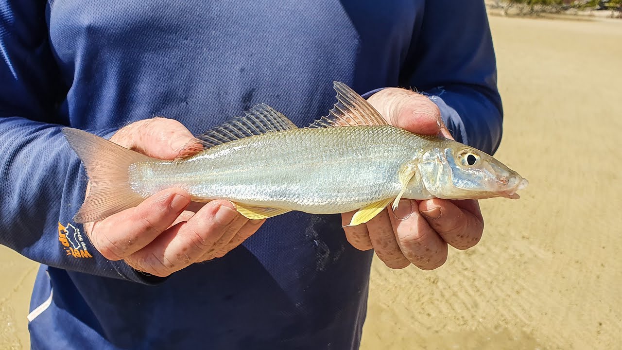 How To Catch Fish, Sand Whiting