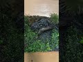 [アカハライモリ]イモリが3匹隠れてるよ！探してみてね!! #animal #ペット動画 #イモリウム