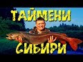 ТАЙМЕНИ СИБИРИ