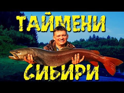 Видео: ТАЙМЕНИ СИБИРИ