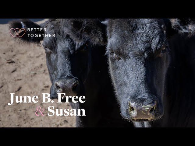 Better Together: 40 Cows Flee . Slaughterhouse; Compassion Brings Two to  Sanctuary - YouTube