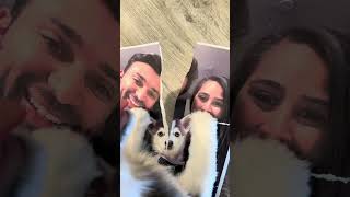 Sapphie the pomsky's mind when parents leave her alone for 2 minutes