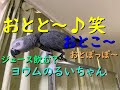 おとと~♪笑 おとこ~♪ おとぽっぽ~♪ヨウムのるいちゃん