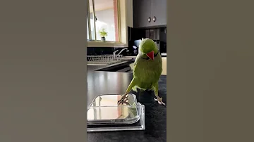 Adorable Parrot Plays Peek A Boo With Themselves 