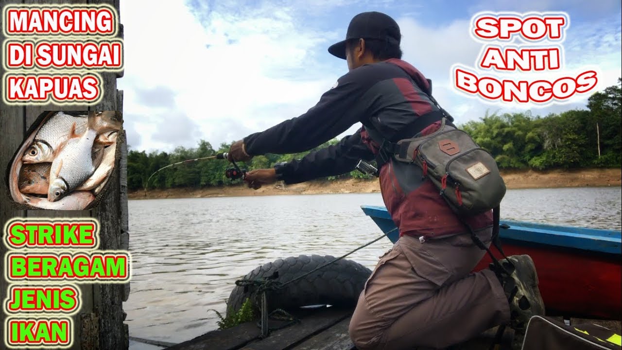 MANCING IKAN TAWES BESAR DI SUNGAI TERPANJANG DI INDONESIA