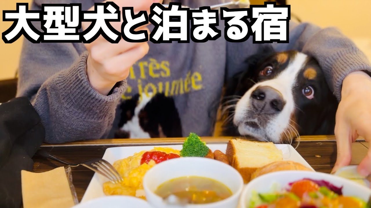 バーニーズと行く‼️最高の温泉がある宿♨️『ロッジ・アトリエ』で癒し旅🐾