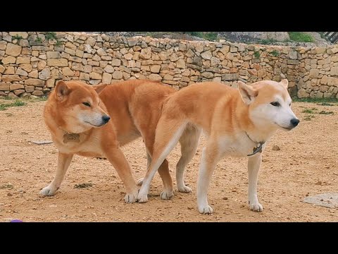 A New Beggining! This Happened!! Litter 5.0 Loading 🤞Shiba-Inu Dogs Mating