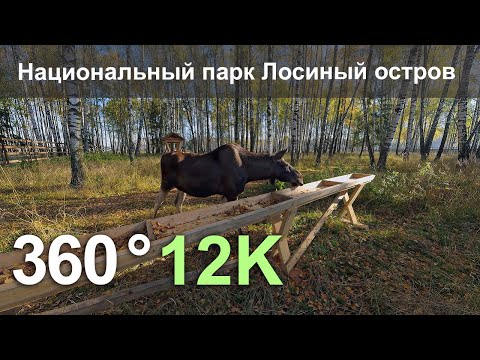 Национальный парк Лосиный остров, Москва. 360 видео в формате 12К