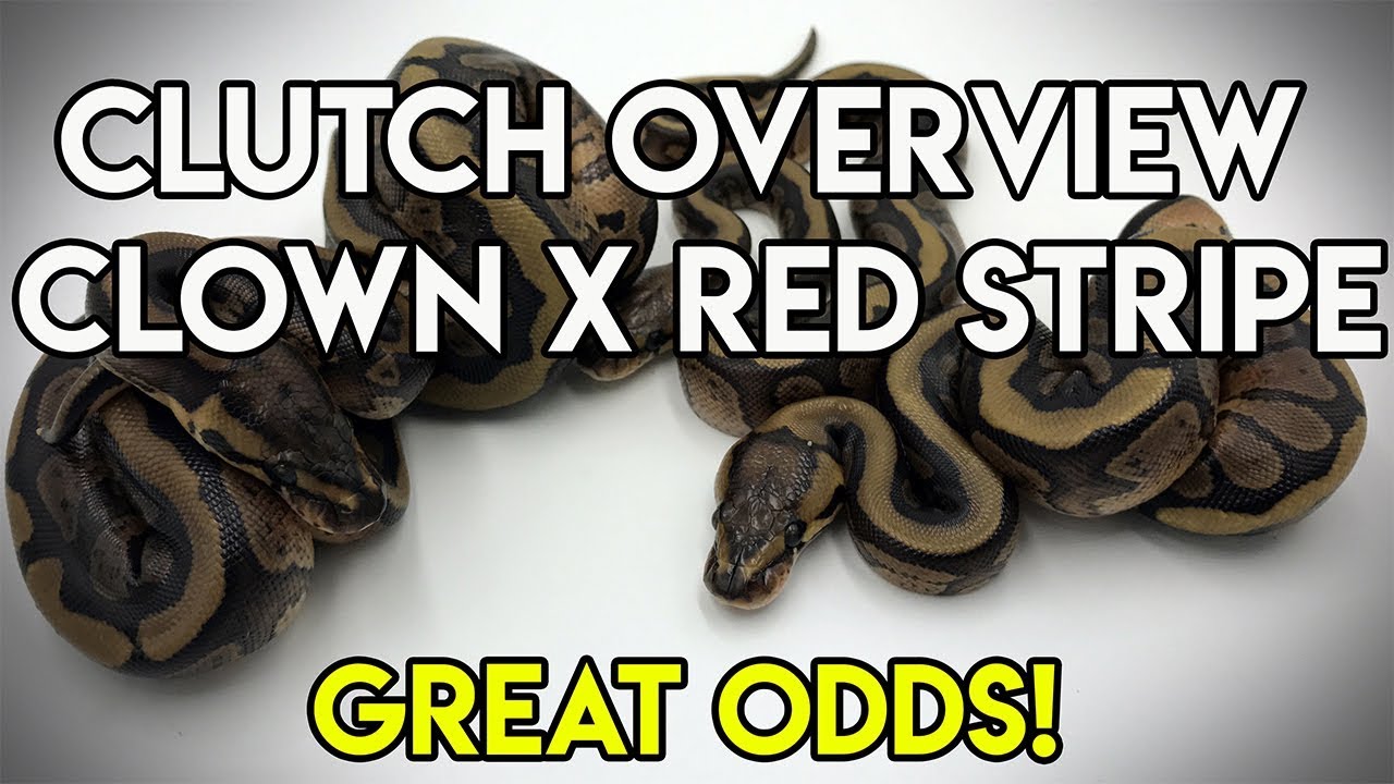 pythons for sale Clutch Overview- Clown X Red Stripe (GREAT ODDS!)