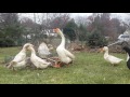 Duck Vs Goose Fight