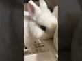 Cute Bunny Drinking Water 🐰💧 #CuteBunny #BunnyDrinking #FluffyBunny #RabbitLife #CuteAnimals #Shorts