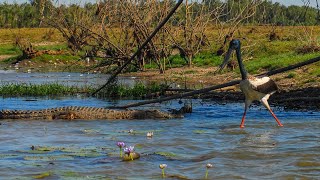 Billabong - Definition of 'Billabong', Aussie slang at