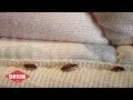 Bed Bug Basics | Orkin Commercial Services