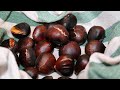 CASTAGNE PERFETTE