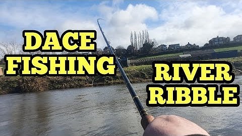 DACE FISHING ON STICK FLOAT ON THE RIVER RIBBLE PRESTON