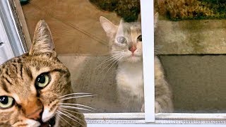 Should We Adopt This Cute Hungry Kitten? - Mean Kitty by TheMeanKitty 250,742 views 5 years ago 4 minutes, 10 seconds