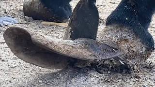 WOW~Extremely long donkey hooves rolled into a bridge!【DONKEY HOOF SAVIOR】