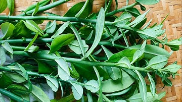 Cây thạch anh: dược tính, hiệu quả chữa bệnh và cách trồng