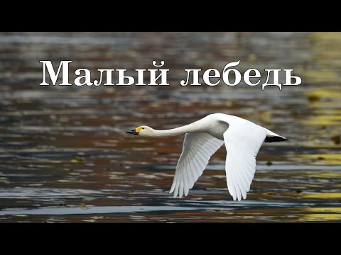 Малый лебедь (справочник)