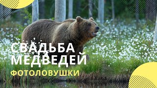 Пара медведей из Оренбуржья устроила «свадебный» обед