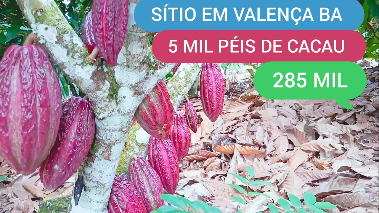 SÍTIO COM 4.5 HECTARES EM VALENÇA BA CÓDIGO:0220 ZAP 73981663547