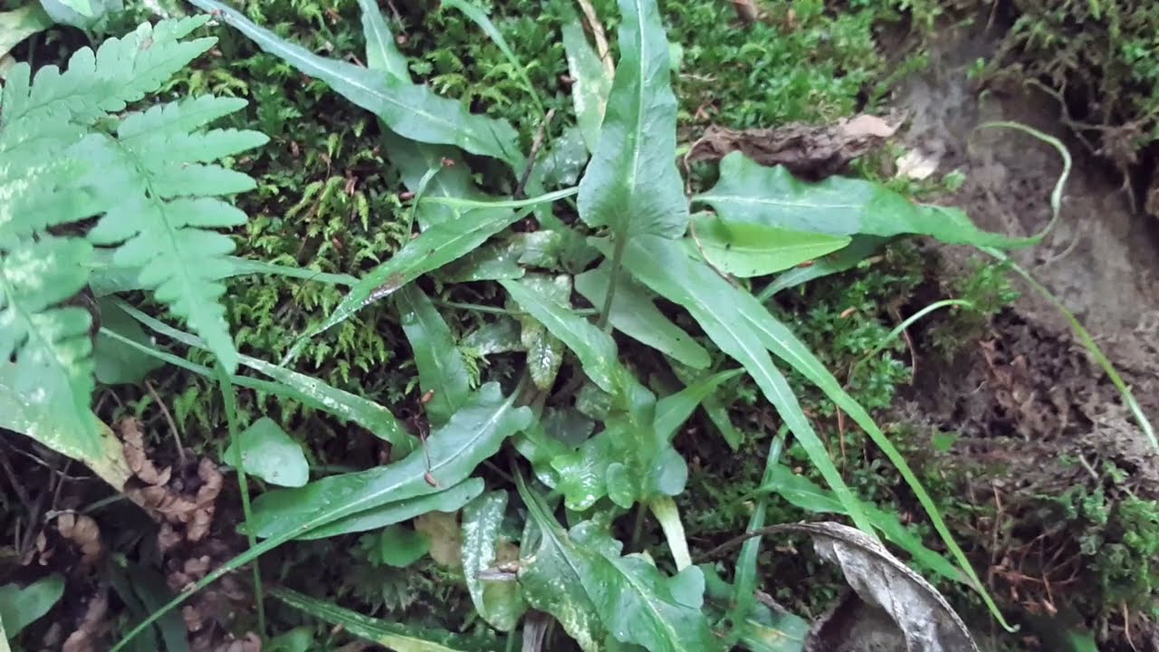 Walking Fern (Asplenium Rhizophyllum)