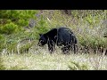 Wildlife - Jasper National Park (Black Bear, Grizzly Bear, Coyote, Wolf, Marmot)