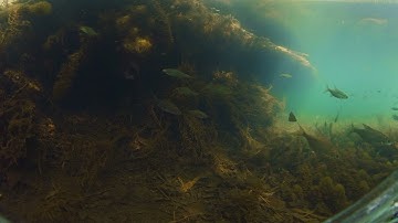 Underwater 360 degree video from a freshwater channel with Insta360 One X2