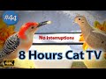 8+ Hours of CLOSE UP Uninterrupted🐾Cat TV 🕊️ Backyard Bird Feeder w/ 🐿️ at a  Feeder- Video for Pets