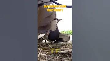 Чибис ни на секунду не сомневался в своем поступке