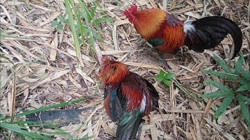 ຕໍໄກ່ປາdib qaib qus tua zoo heev 11- 1- 2023