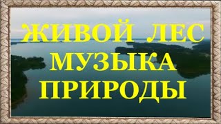 Сказочное Пение  Лесных  Птиц  . Живой Лес  Наполненный  Звуками   Природы