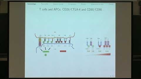 Dr. Carmen Molina-Paris | A stochastic story of two receptors and two ligands