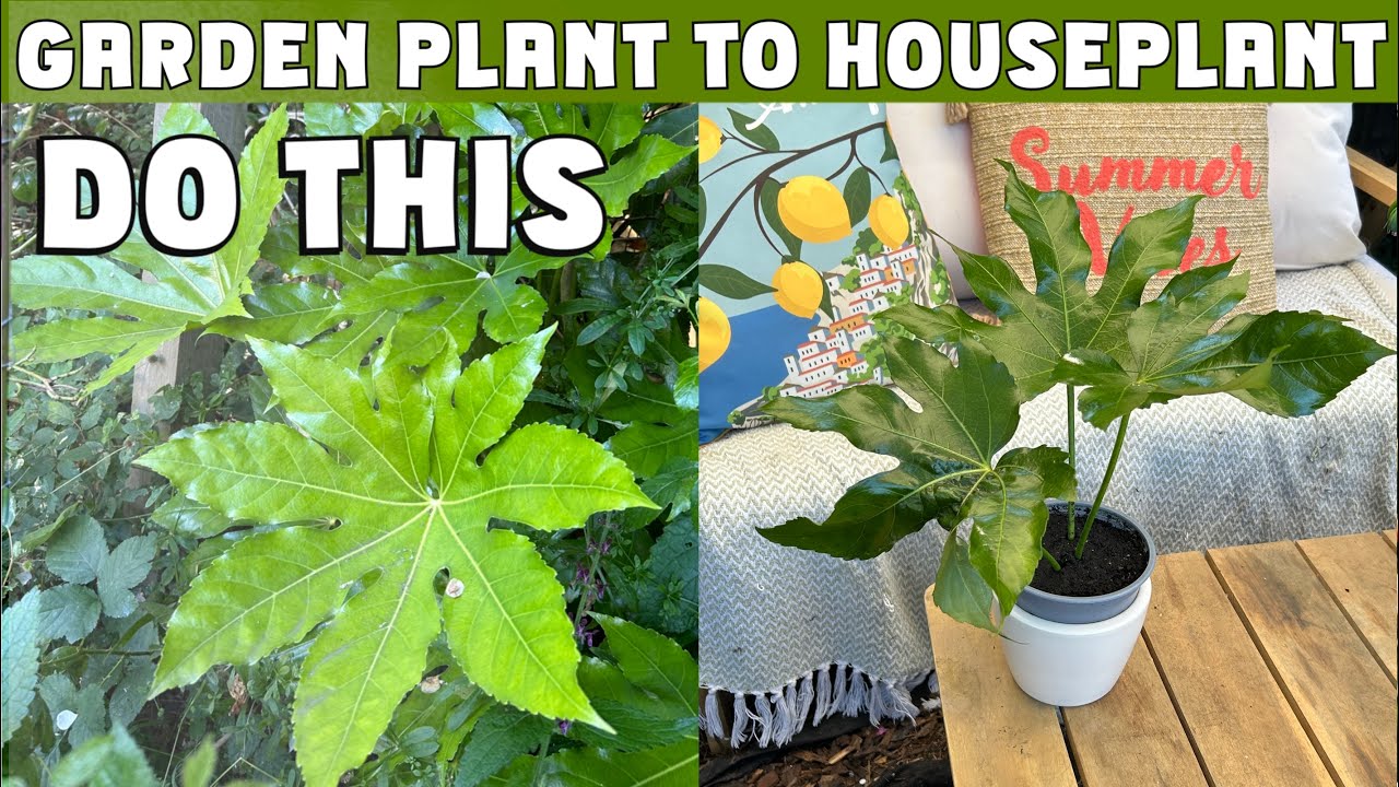 Propagating Fatsia Japonica