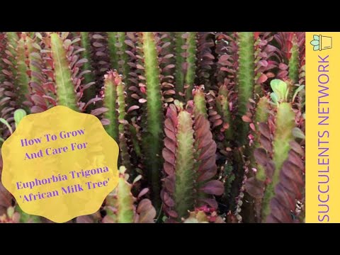 Video: Wanneer euphorbia trigona water geven?