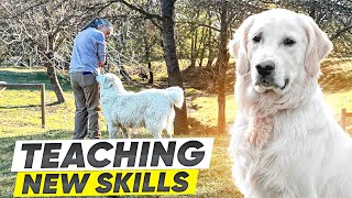 LGD Training: How to Use Why Dogs Do Things to Teach New Skills by Benson Ranch Livestock Guardian Dog Training 41 views 2 weeks ago 29 minutes